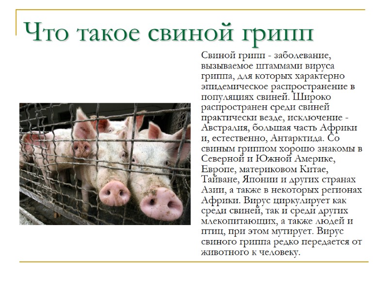 Что такое свиной грипп Свиной грипп - заболевание, вызываемое штаммами вируса гриппа, для которых